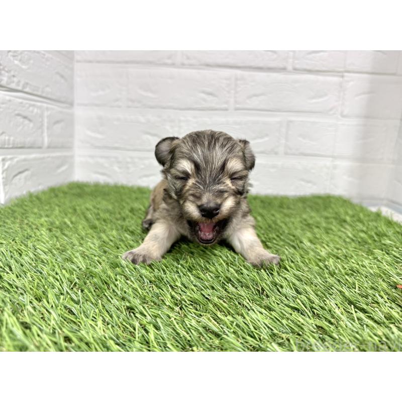 販売中の愛知県のマルックス:マルチーズ×ミニチュアダックスフンド-425374の5枚目