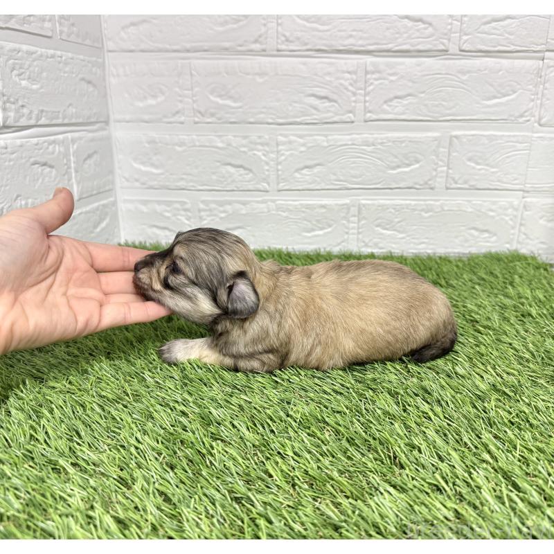 販売中の愛知県のマルックス:マルチーズ×ミニチュアダックスフンド-425374の4枚目