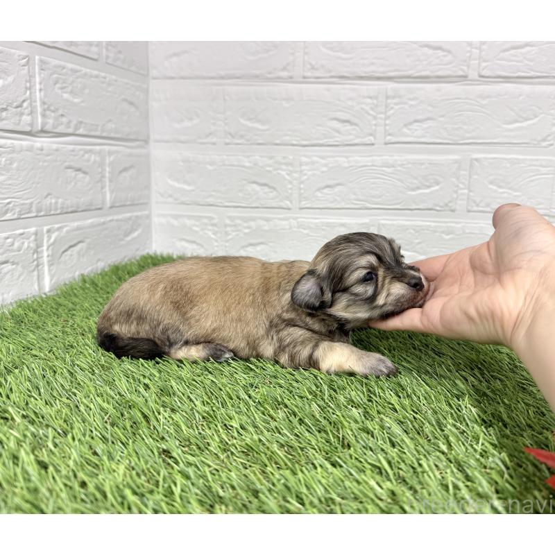 販売中の愛知県のマルックス:マルチーズ×ミニチュアダックスフンド-425374の3枚目