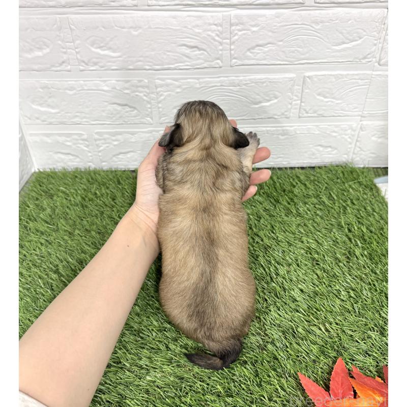 販売中の愛知県のマルックス:マルチーズ×ミニチュアダックスフンド-425374の2枚目