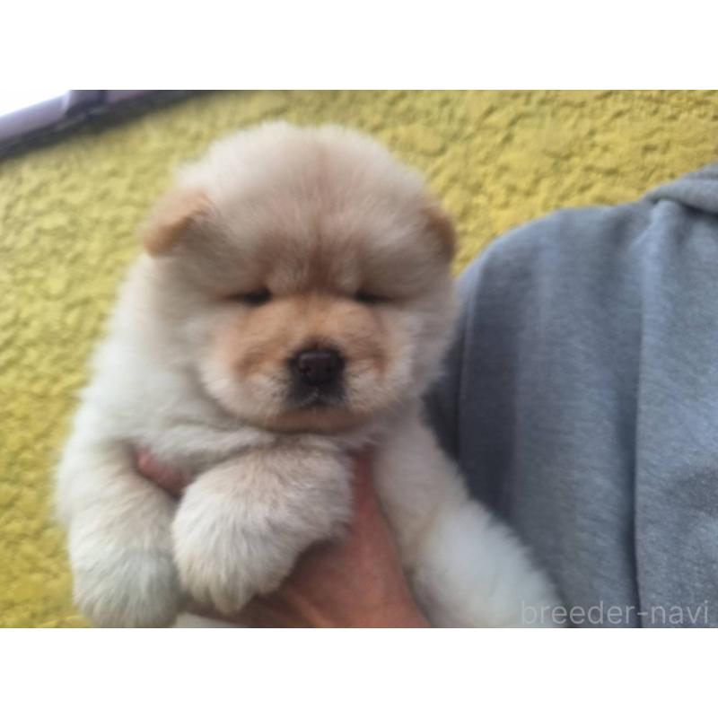 販売中の千葉県のチャウチャウ-425376の1枚目
