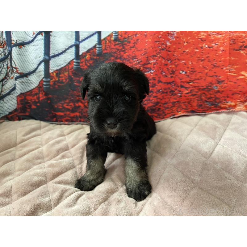 販売中の千葉県のミニチュアシュナウザー-425377