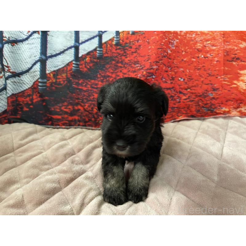 販売中の千葉県のミニチュアシュナウザー-425377の5枚目