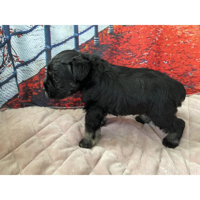 販売中の千葉県のミニチュアシュナウザー-425377の4枚目