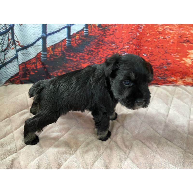 販売中の千葉県のミニチュアシュナウザー-425377の3枚目