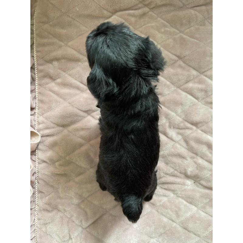 販売中の千葉県のミニチュアシュナウザー-425377の2枚目