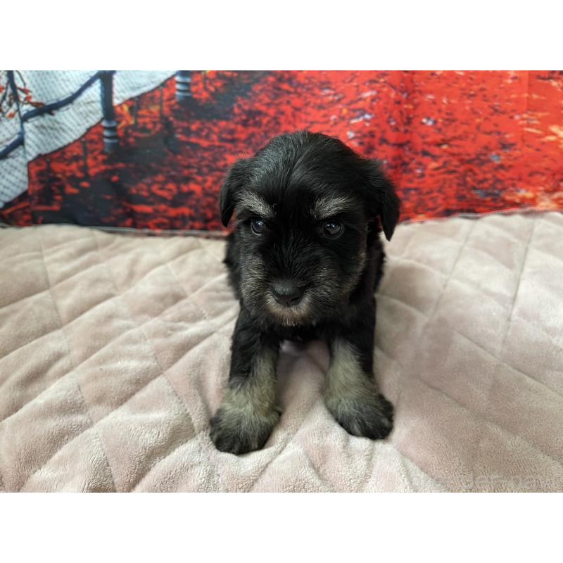 販売中の千葉県のミニチュアシュナウザー-425378