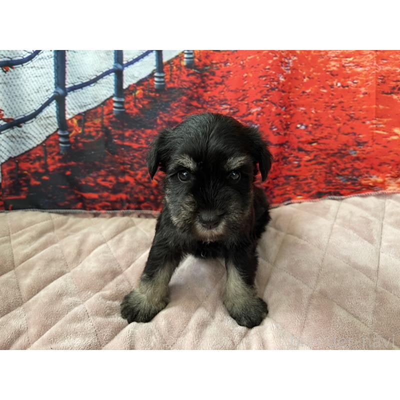 販売中の千葉県のミニチュアシュナウザー-425378の5枚目