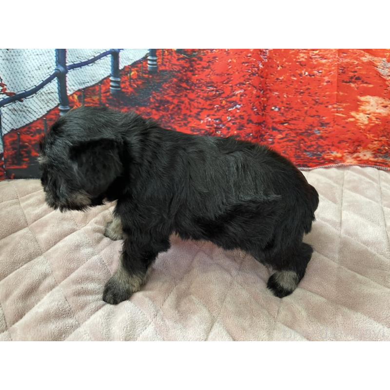 販売中の千葉県のミニチュアシュナウザー-425378の4枚目