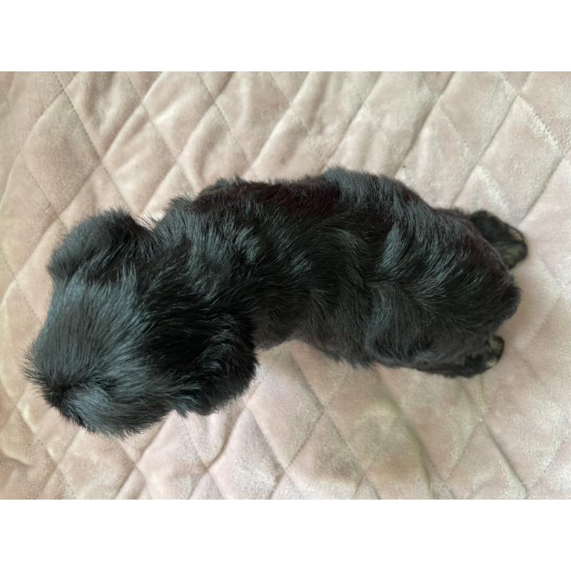 販売中の千葉県のミニチュアシュナウザー-425378の2枚目