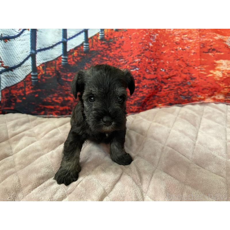 販売中の千葉県のミニチュアシュナウザー-425380の5枚目