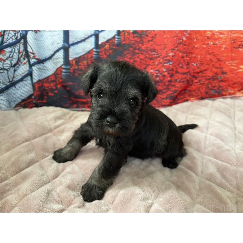 販売中の千葉県のミニチュアシュナウザー-425380