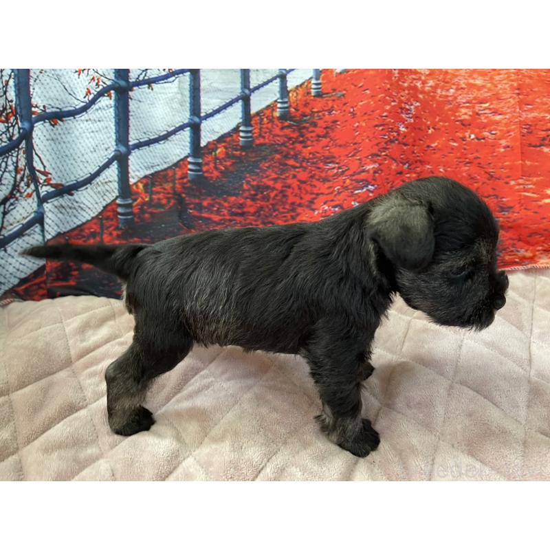 販売中の千葉県のミニチュアシュナウザー-425380の3枚目