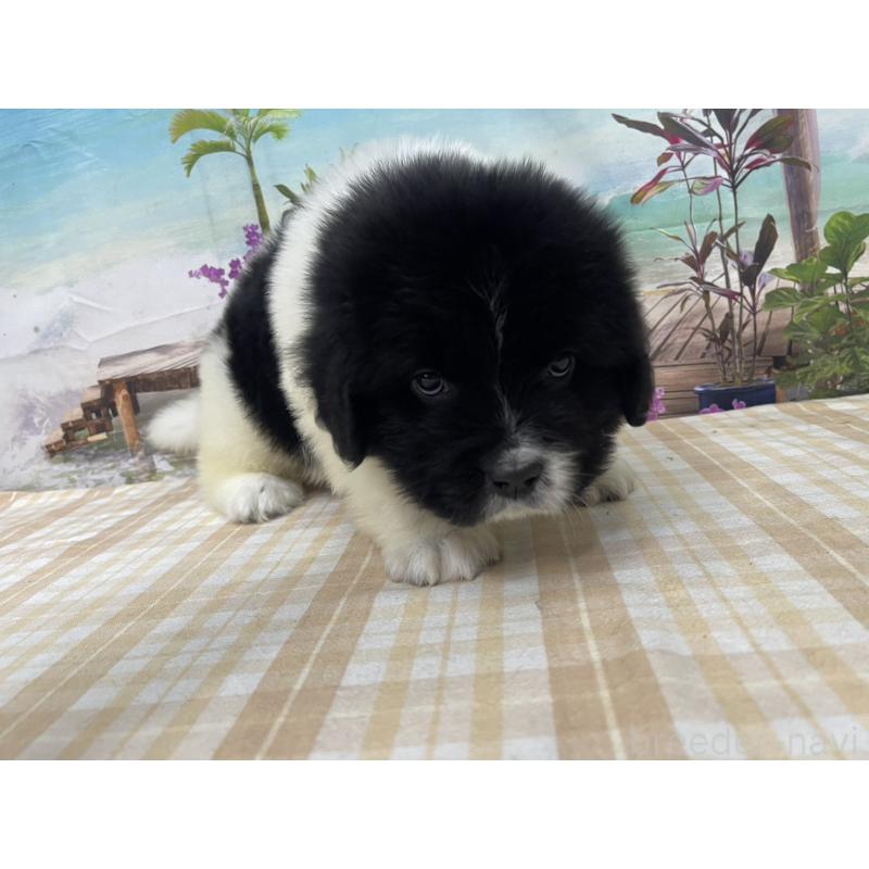 販売中の千葉県のニューファンドランド-425381の6枚目