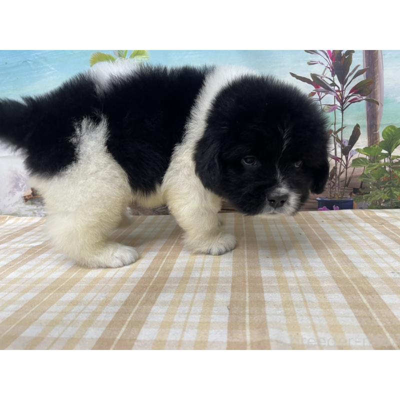 販売中の千葉県のニューファンドランド-425381の5枚目