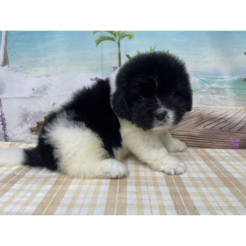 販売中の千葉県のニューファンドランド-425381の4枚目