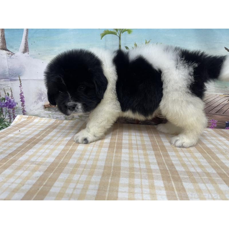 販売中の千葉県のニューファンドランド-425381の3枚目