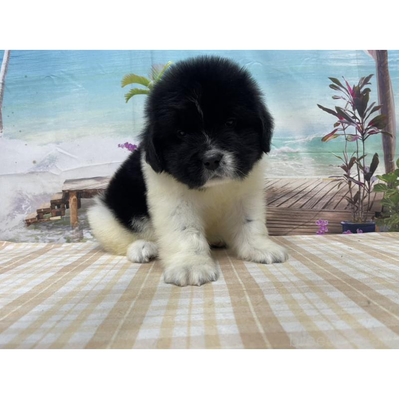 販売中の千葉県のニューファンドランド-425381の1枚目