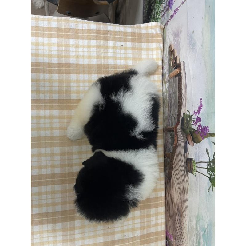 販売中の千葉県のニューファンドランド-425381の2枚目