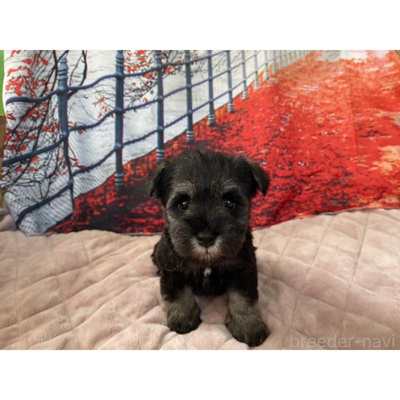 販売中の千葉県のミニチュアシュナウザー-425382の1枚目