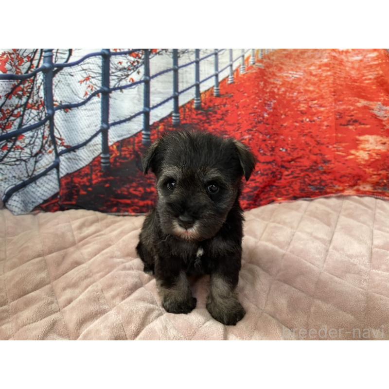 販売中の千葉県のミニチュアシュナウザー-425382の5枚目