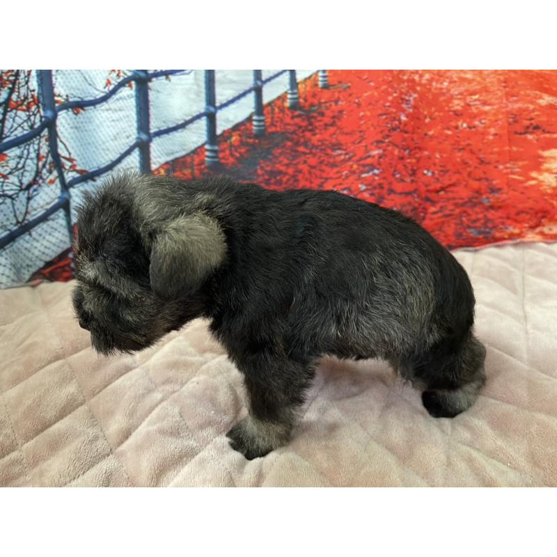 販売中の千葉県のミニチュアシュナウザー-425382の4枚目