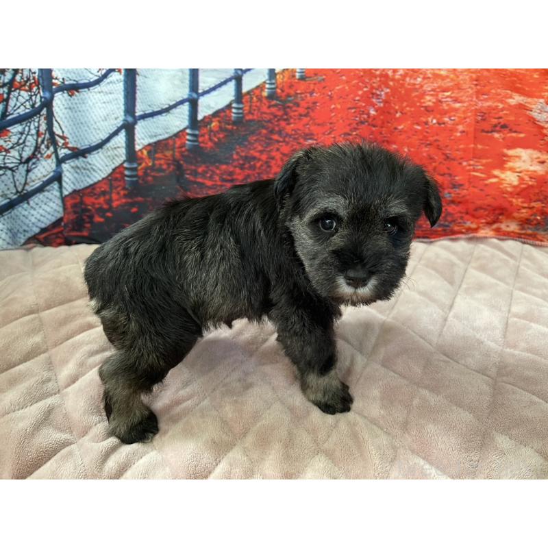 販売中の千葉県のミニチュアシュナウザー-425382の3枚目