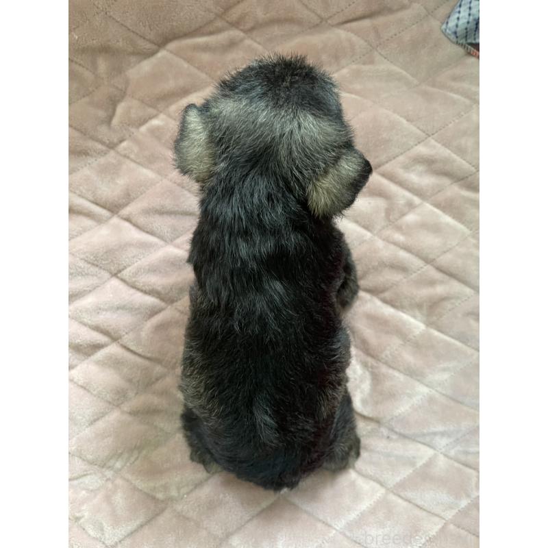 販売中の千葉県のミニチュアシュナウザー-425382の2枚目