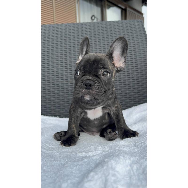 成約済の愛媛県のフレンチブルドッグ-421454の13枚目