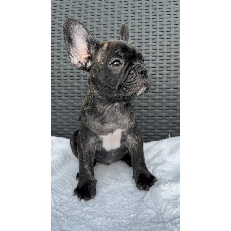 成約済の愛媛県のフレンチブルドッグ-421454の12枚目