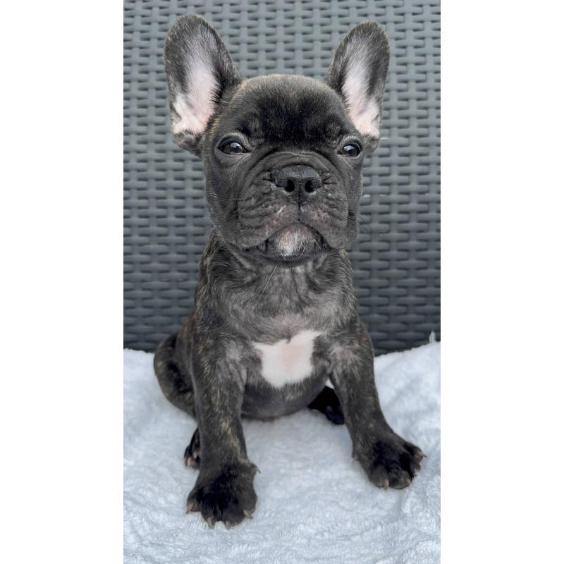 成約済の愛媛県のフレンチブルドッグ-421454の11枚目