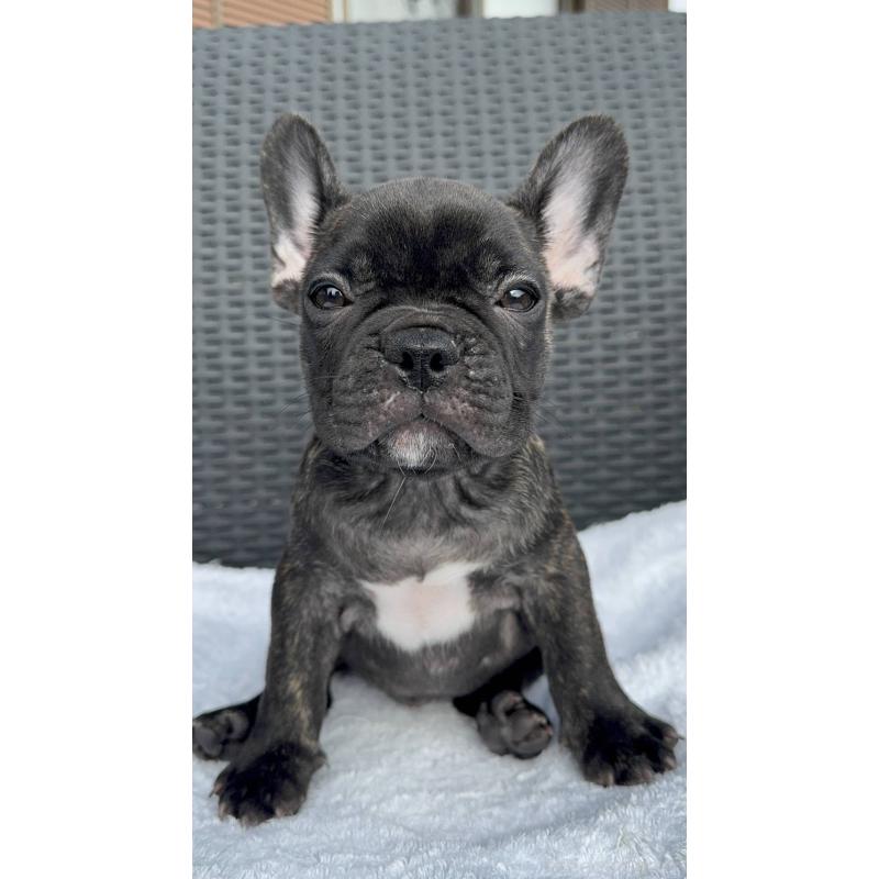 成約済の愛媛県のフレンチブルドッグ-421454の10枚目