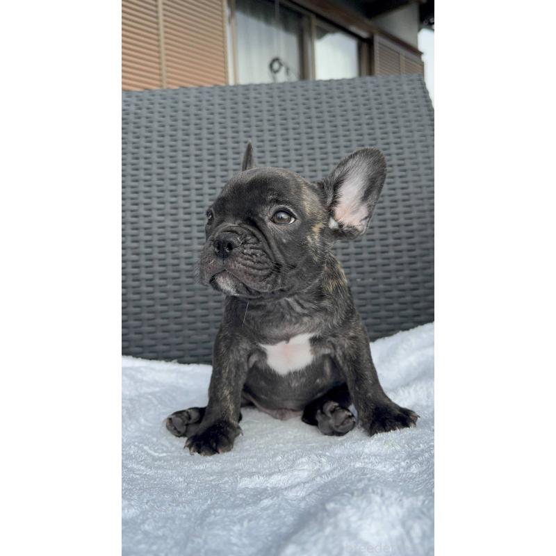 成約済の愛媛県のフレンチブルドッグ-421454の9枚目