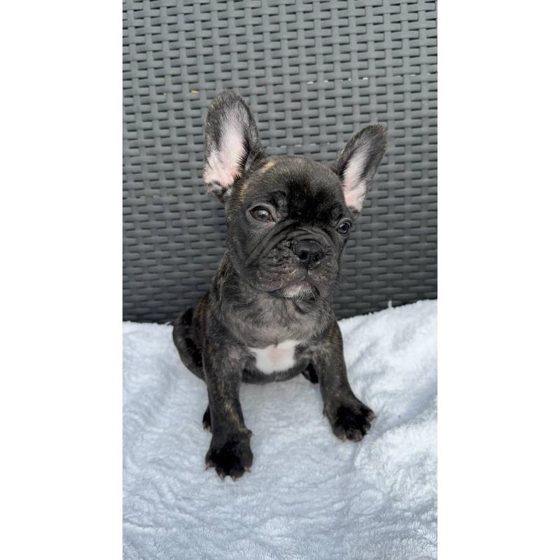 成約済の愛媛県のフレンチブルドッグ-421454の8枚目