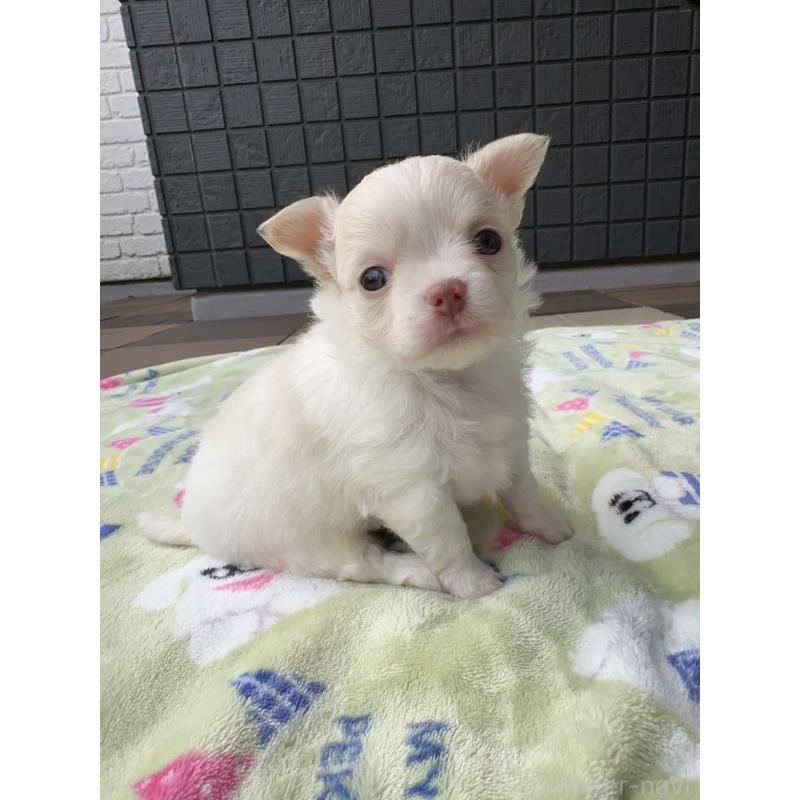 販売中の東京都のチワワ(ロングコート)-425384の1枚目