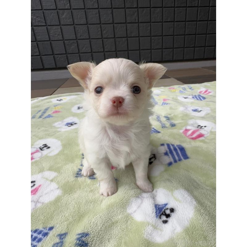 販売中の東京都のチワワ(ロングコート)-425384の4枚目