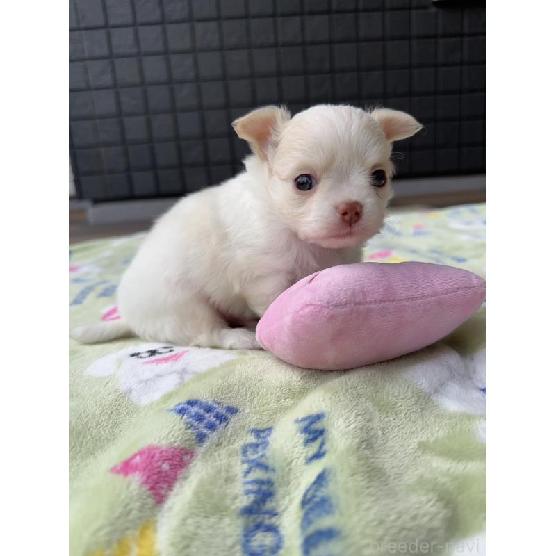 販売中の東京都のチワワ(ロングコート)-425384の3枚目