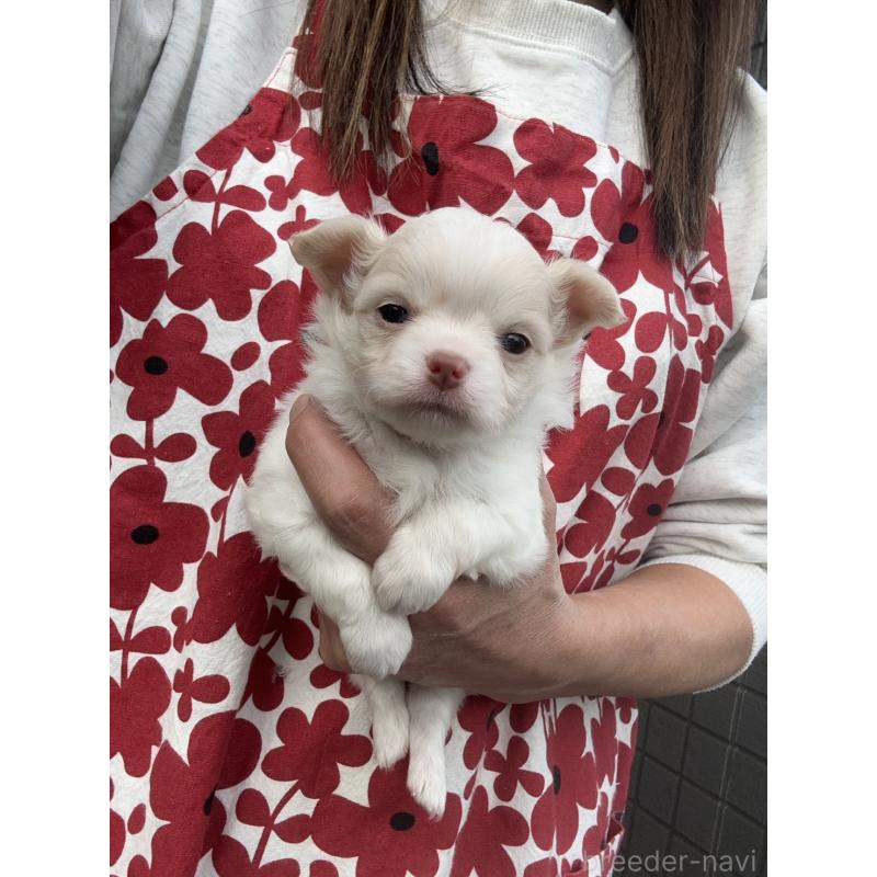 販売中の東京都のチワワ(ロングコート)-425384の2枚目