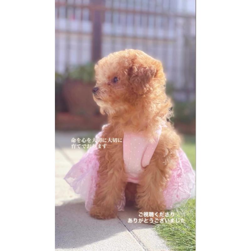 販売中の千葉県のティーカッププードル-415649の10枚目