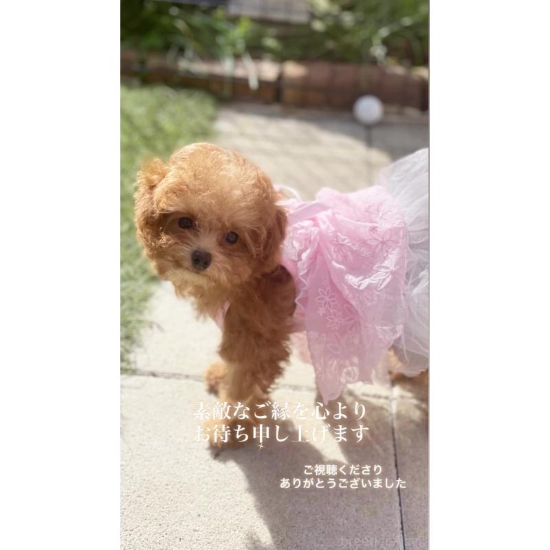 販売中の千葉県のティーカッププードル-415649の9枚目