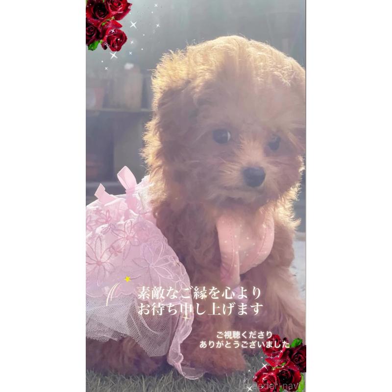 販売中の千葉県のティーカッププードル-415649の8枚目