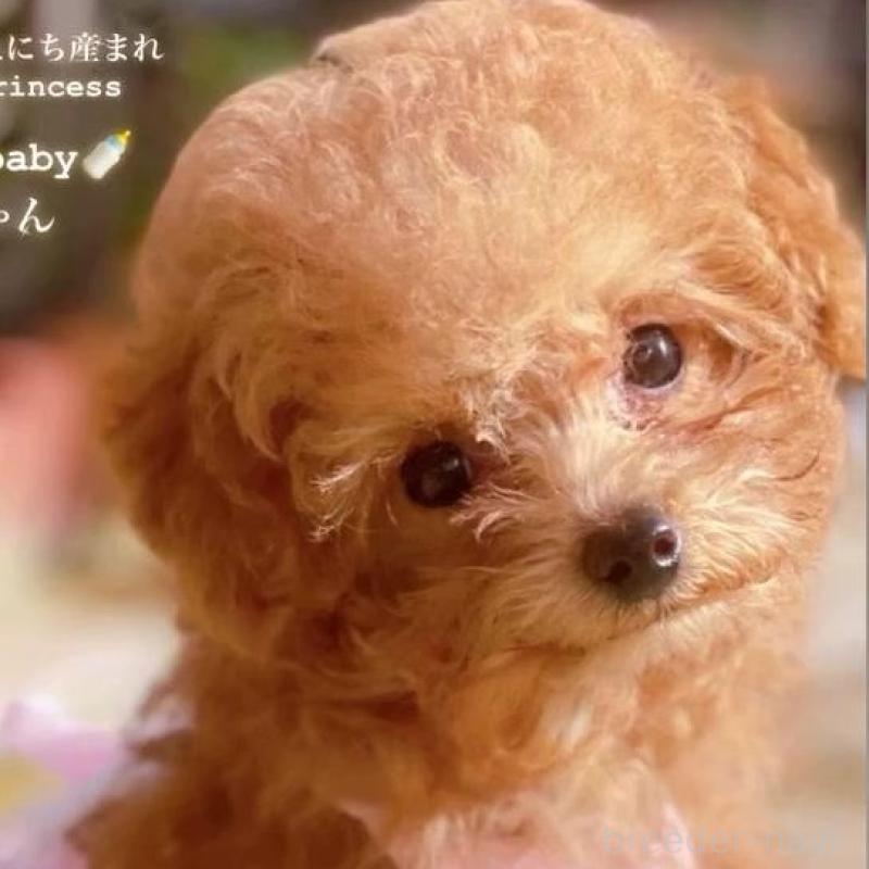 販売中の千葉県のティーカッププードル-415649