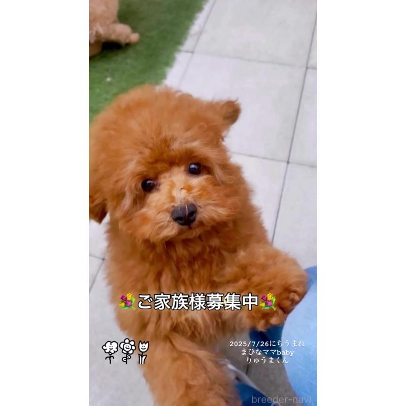 販売中の千葉県のタイニープードル-403184の3枚目