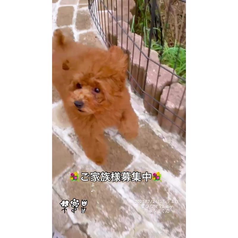 販売中の千葉県のタイニープードル-403184の2枚目