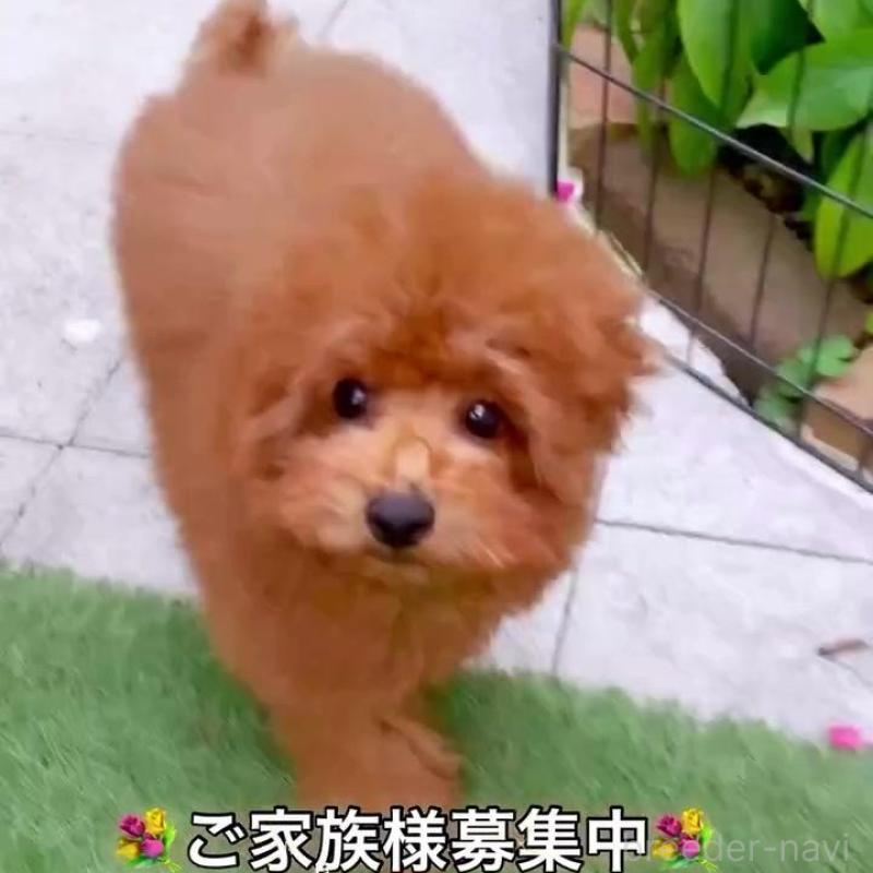 販売中の千葉県のタイニープードル-403184