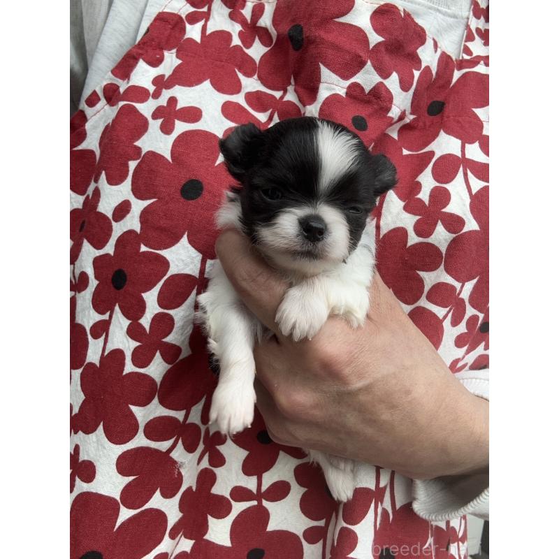 販売中の東京都のチワワ(ロングコート)-425386の5枚目