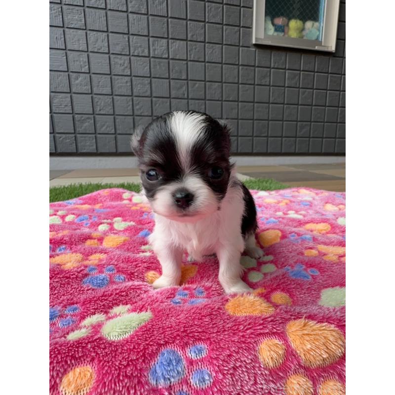 販売中の東京都のチワワ(ロングコート)-425386