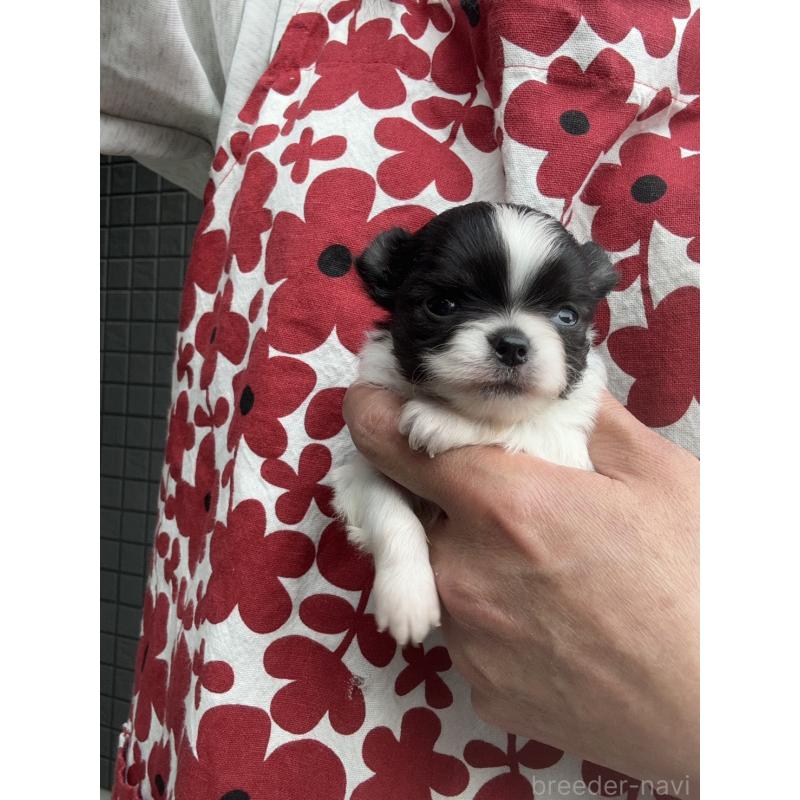 販売中の東京都のチワワ(ロングコート)-425386の4枚目