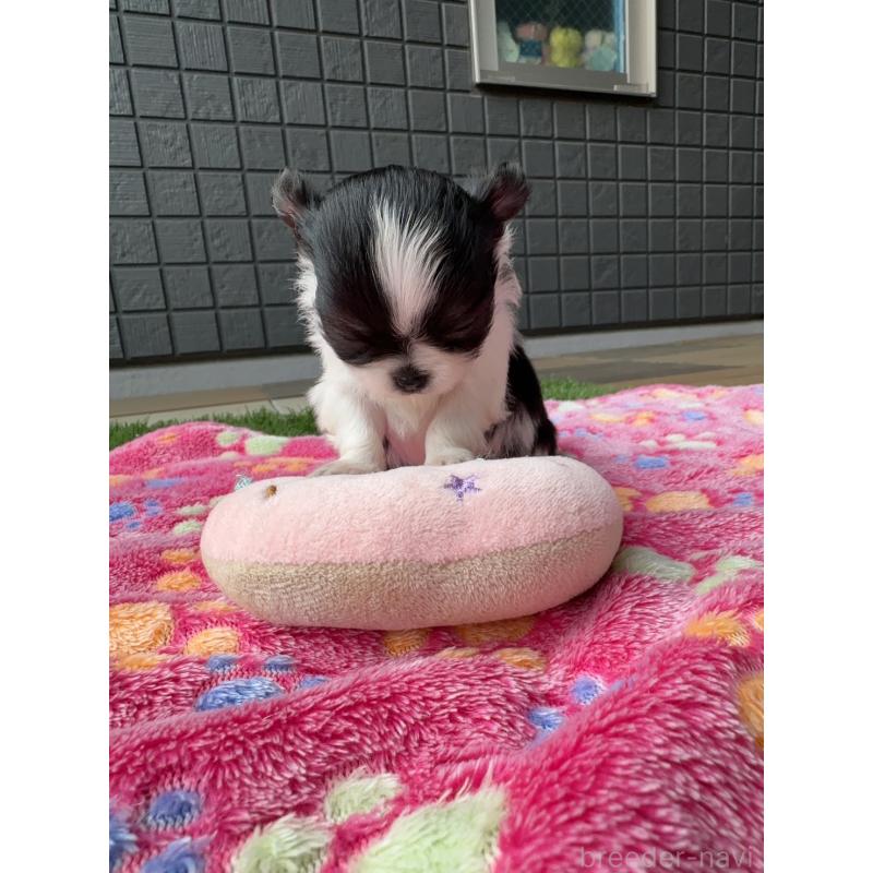 販売中の東京都のチワワ(ロングコート)-425386の3枚目