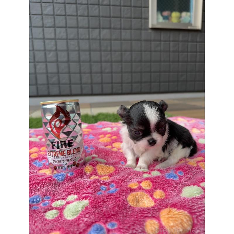 販売中の東京都のチワワ(ロングコート)-425386の2枚目